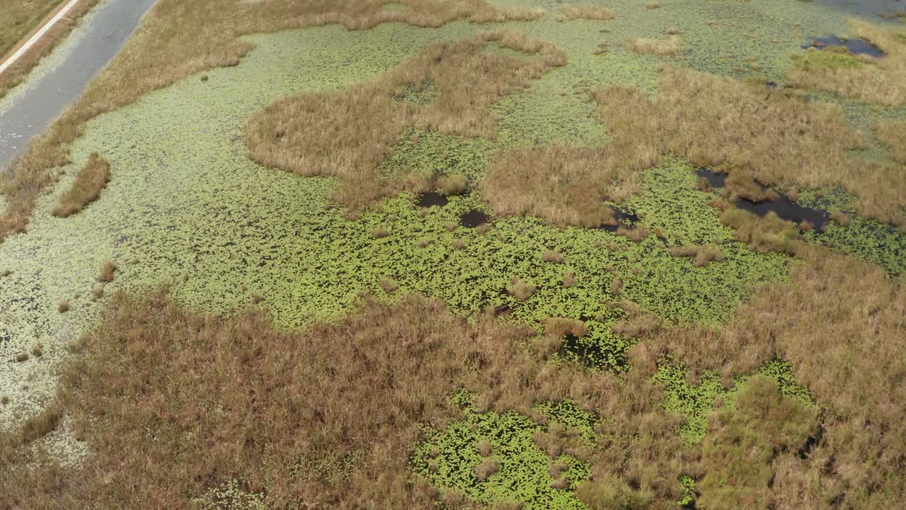 tomada de avión no tripulado del sawgrass en los everglades de florida, cerca del área de sawgrass al lado del dique. inclinarse hacia arriba y explotar, con el camino de tierra a la izquierda.