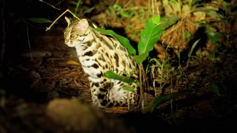 gato leopardo, prionailurus bengalensis, tailandia