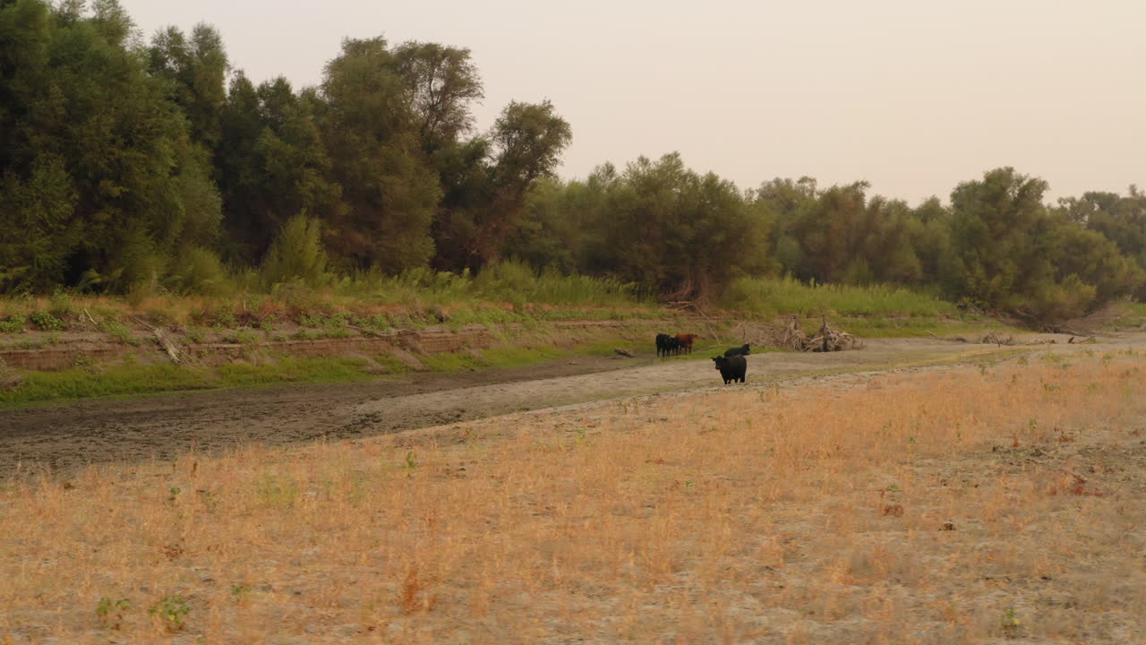 말린 올랜도 뷰트 호숫가 근처에서 풀을 뜯고 있는 소의 조감도