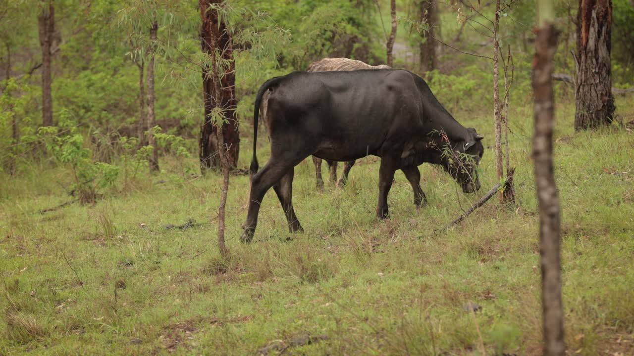 el ganado comiendo hierba en el bosque australiano bajo una lluvia suave con luz suave