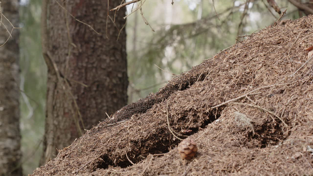 Red wood ant nest, Formica rufa, in a forest, Sweden, medium shot zoom in