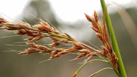 Slow-Motion-Pan-out-close-up-of-a-strand-of-grass