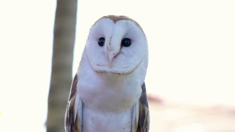 Barn-owl