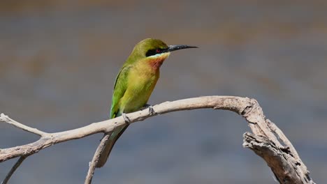 blue-tailed bee-eater, merops philippinus, perched on a very dry dead branch during a very windy day as it is waiting for a bees to flyby or any other insects to feed on