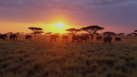 african elephants at sunset