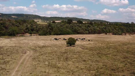 aerial side track view of cattle being herded through bulgarian countryside