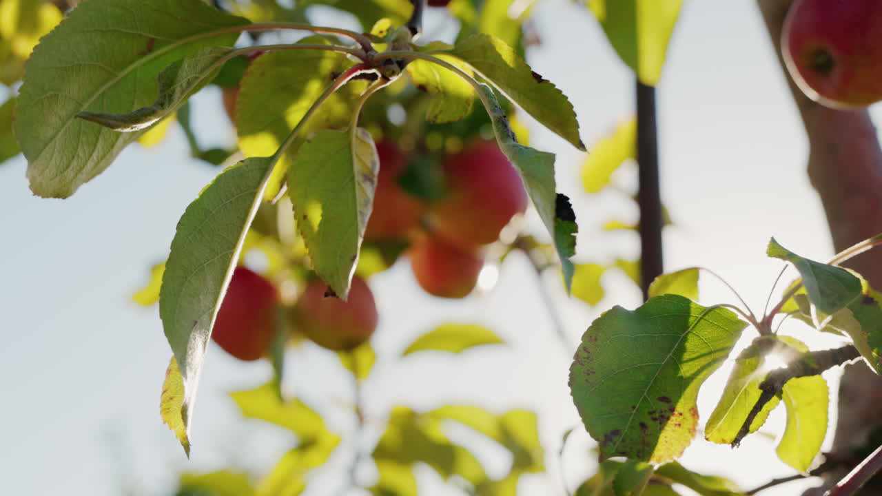Harvesting Ripe Apples in the Orchard