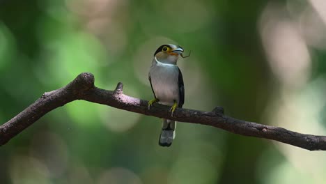 a lone silver-breasted broadbill serilophus lunatus, perched on a branch with an insect as a food in its mouth