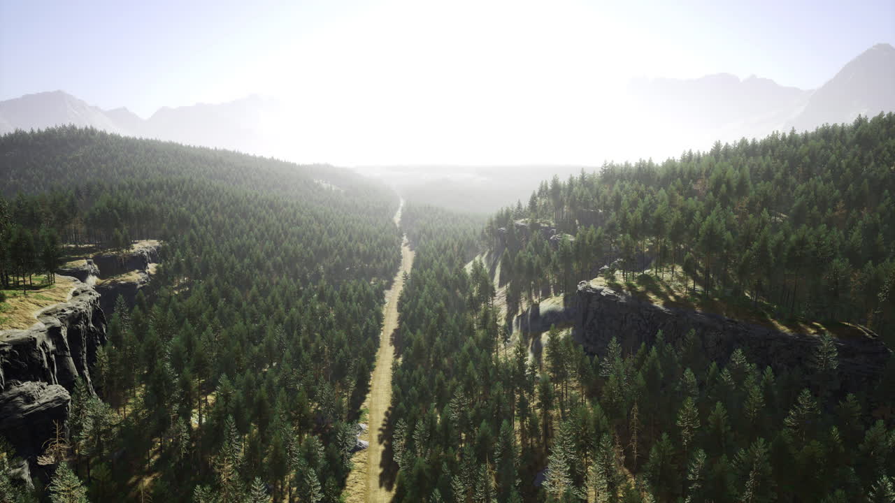 Scenic landscape featuring a winding trail through dense evergreen forest