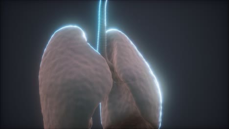 animación en 3d de los pulmones humanos