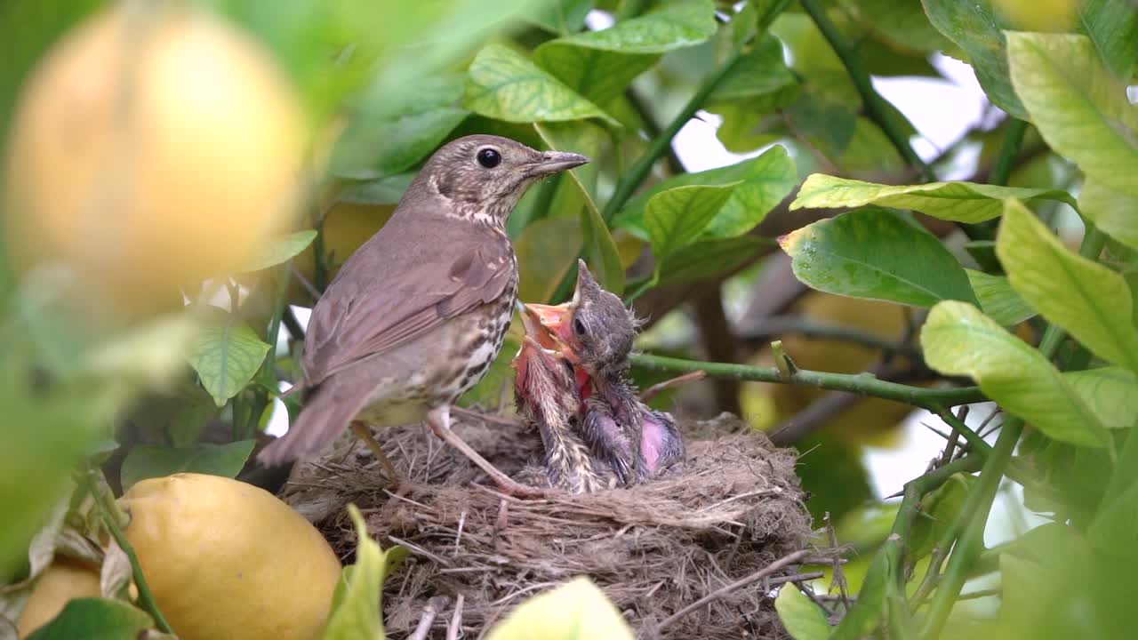 Echte Drossel im Nest füttert Küken