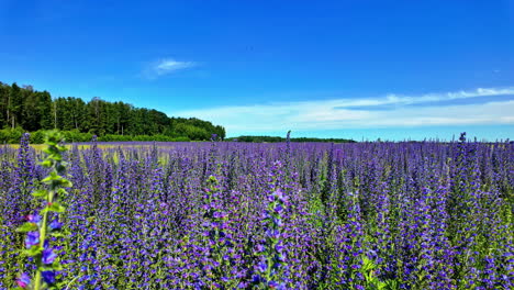 Static-shot-of-a-big-lavender-field-on-a-sunny-day-with-a-green-forest-in-the-background-and-blue-sky-in-Latvia,-copy-space