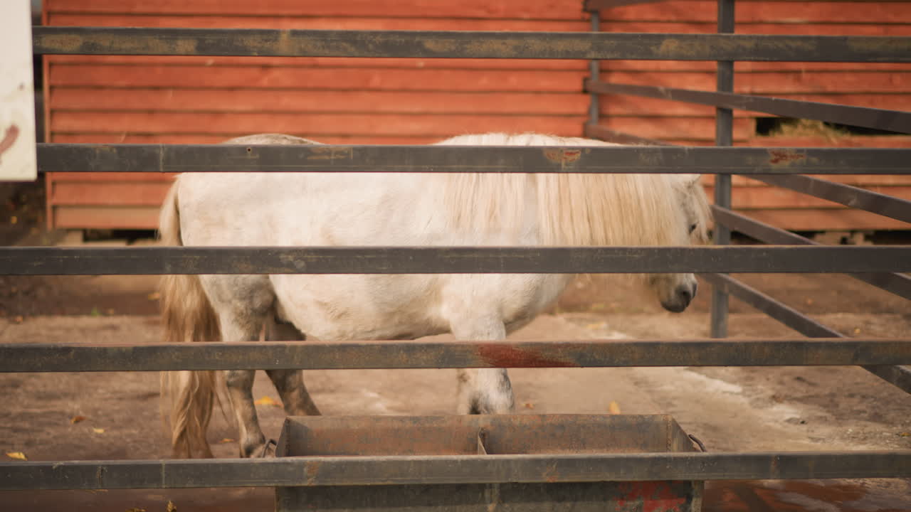 Solitary bovine in dusty yard, Lone cow stands behind metal bars in dusty stockyard environment, Mournful bovine pacing beside wooden wall in gentle afternoon light and dusty surroundings