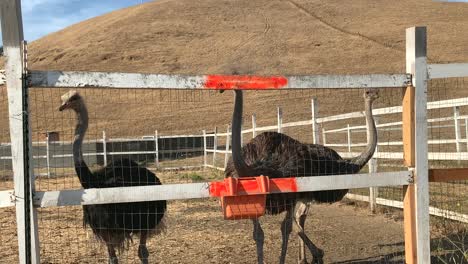 Drei-Neugierige-Strauße,-Die-Besucher-Auf-Der-Gilroy-Straußenfarm-Abchecken