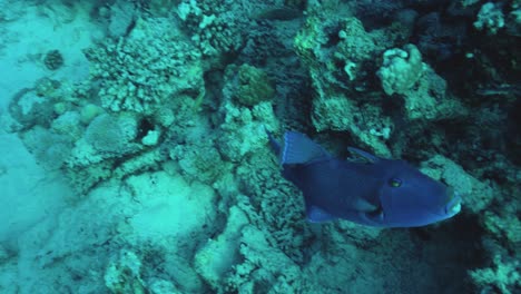 Redtoothed-Triggerfish-Or-Niger-Trigger-Swims-Over-Corals---underwater-shot