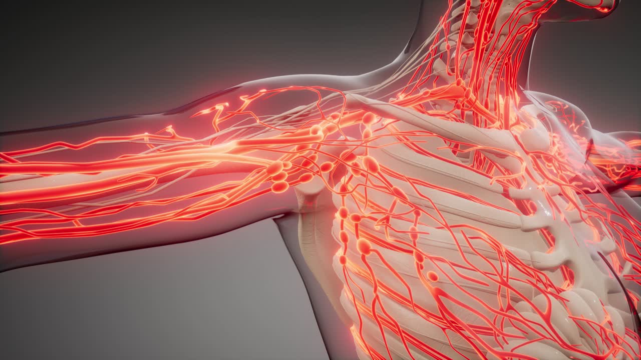 인체의 혈관