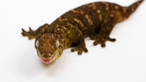 tokay gecko looking up towards camera sticks out tongue - panning shot