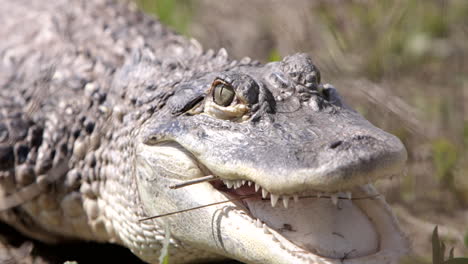 Alligator-Senkt-Den-Kopf,-Bereit-Zum-Angriff