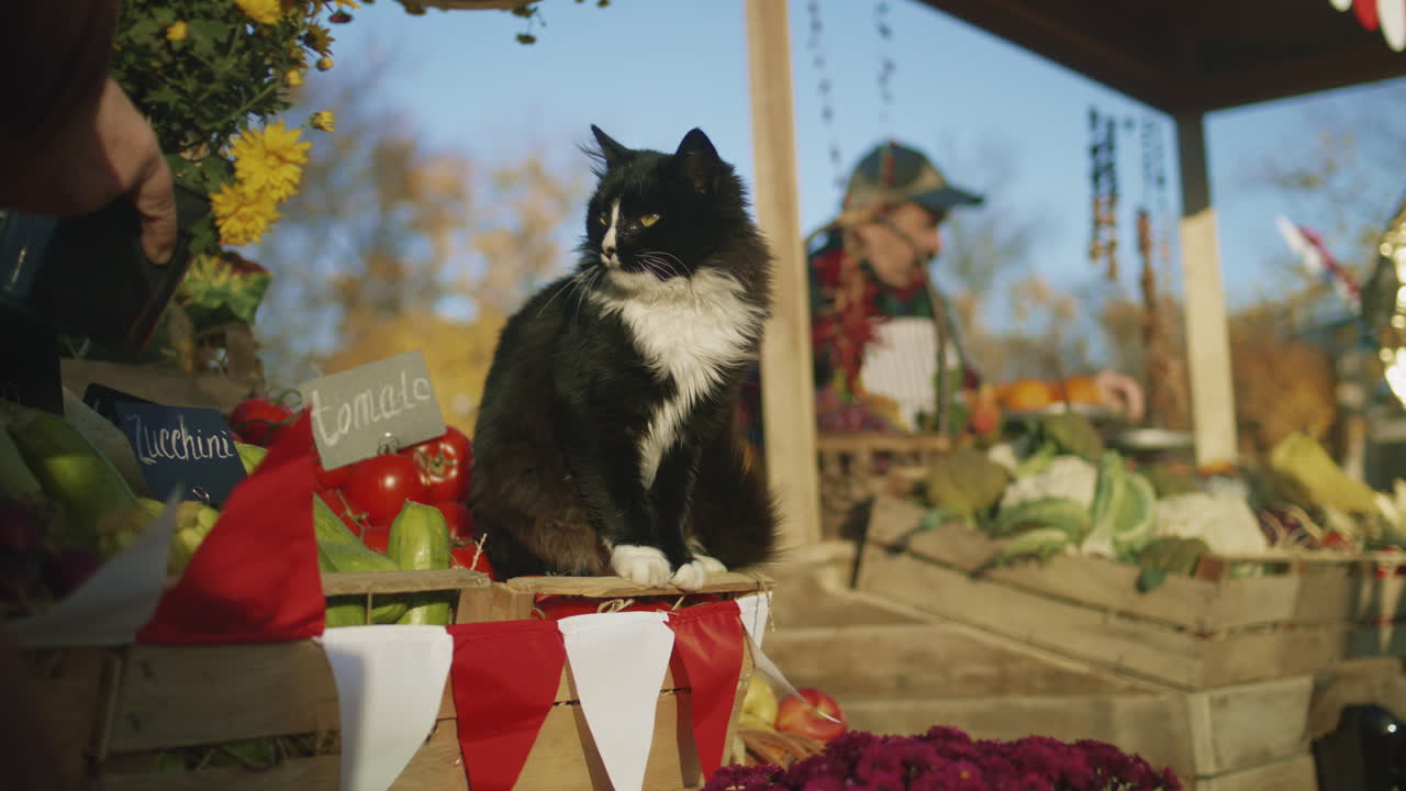 Black and White Cat Sits on Box with Tomatoes Black and White Cat Sits on Box with Tomatoes Smells Flowers and Enjoys their Fragrance Spends Time with Peoples on Farmers Market