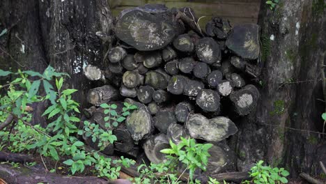 logs huddled in the forest next to the cabin on the mountainside