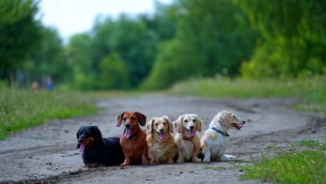 funny dachshund dogs in the street. group of pet animals sitting on the road and resting together. portraits of five dogs on green nature background.