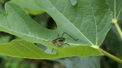 Black-and-yellow-insect-on-leaf,-cricket-on-big-green-plant