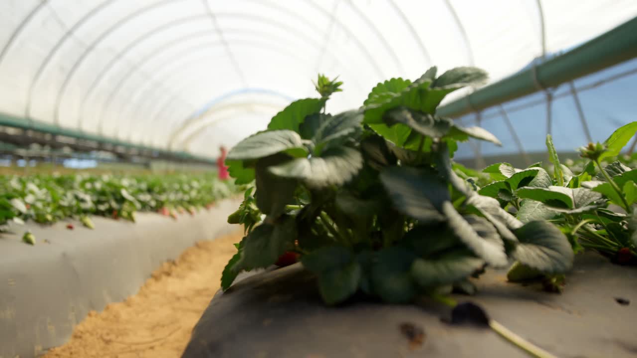 농장에서 놀고 있는 소녀들 4k