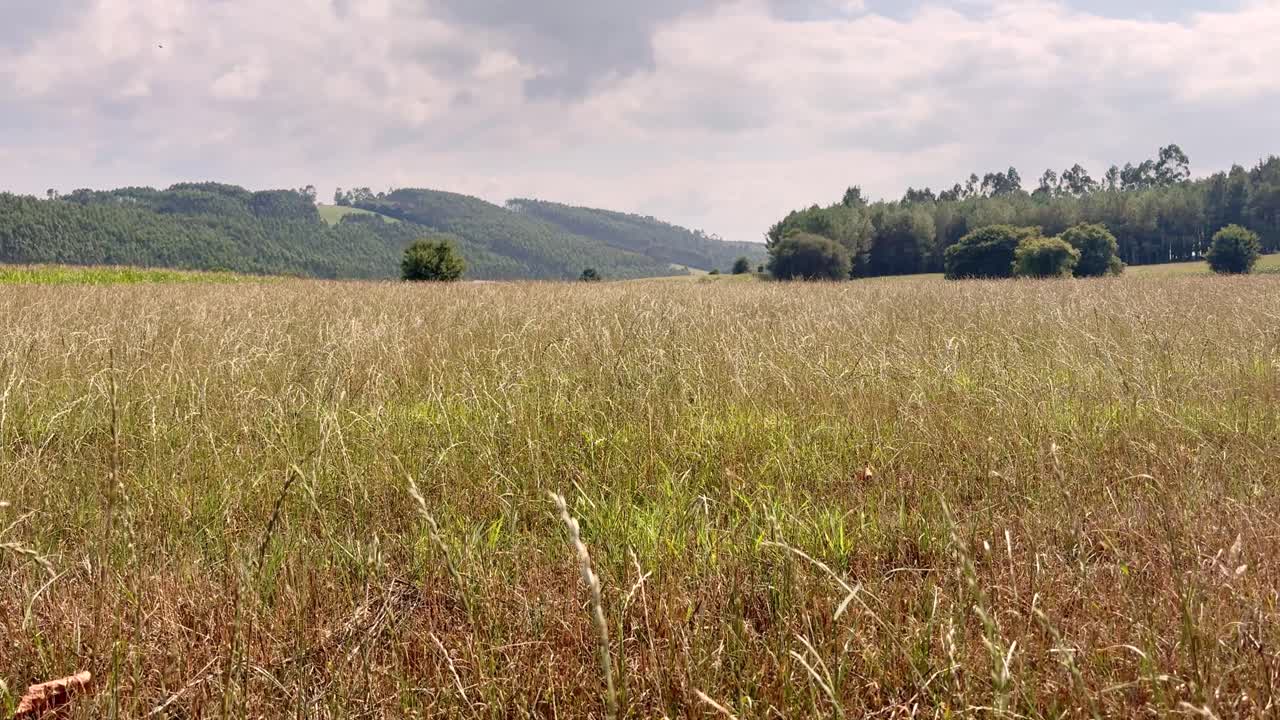 Paesaggi naturali lungo il Cammino di Santiago con vista dal basso di alberi e campi di grano, che catturano la tranquillità del paesaggio rurale della Spagna settentrionale