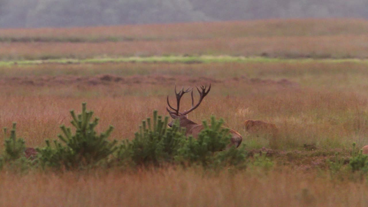 el ciervo rojo territorial persigue agresivamente a otro macho que se acerca al harén