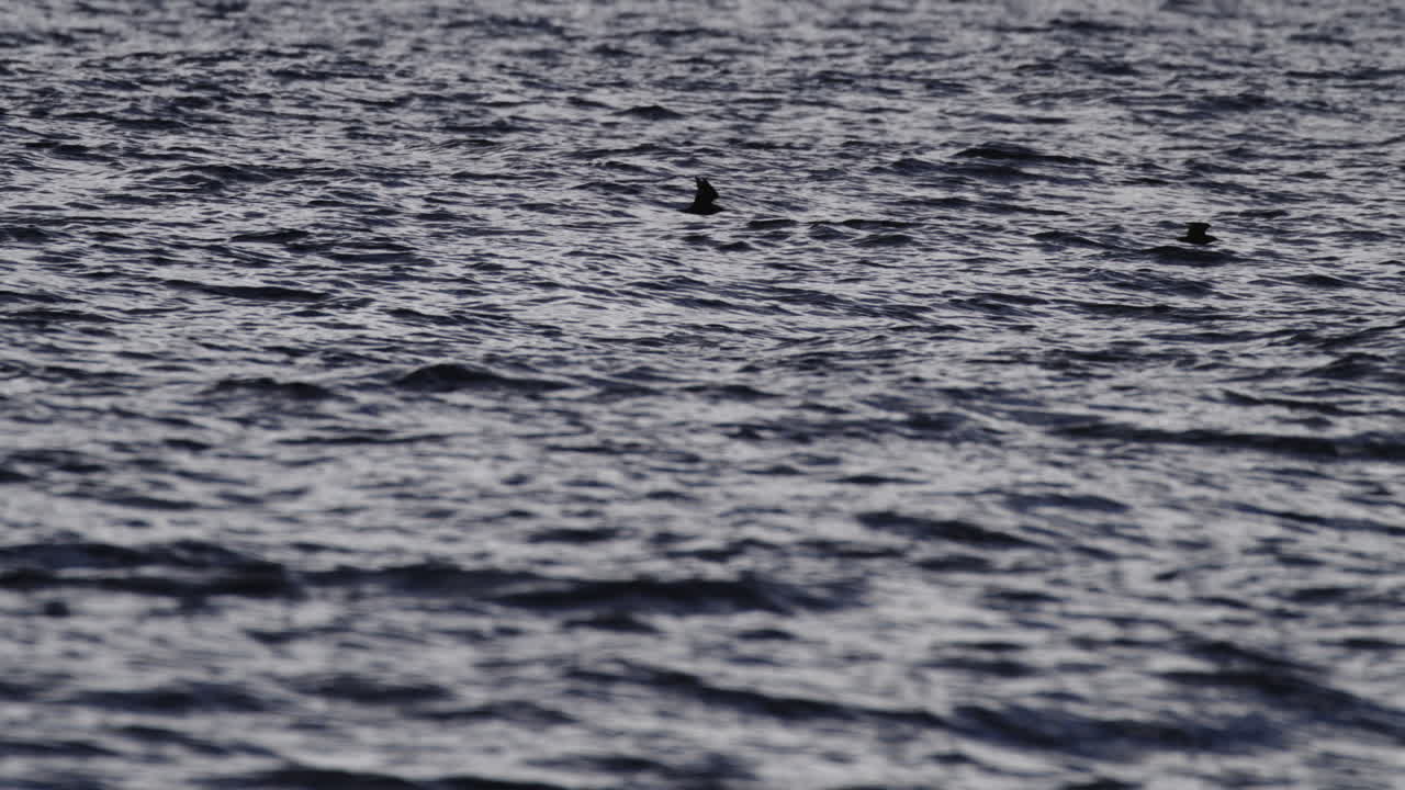 Sea birds glide and soar above rough rocky ocean surface, slow motion telephoto tracking
