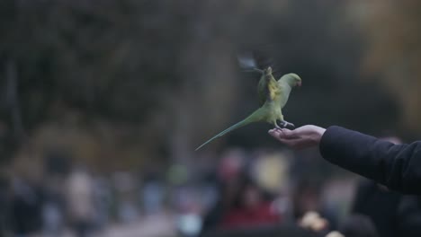 Sittichvogel,-Der-Auf-Der-Hand-Des-Mannes-Landet,-Super-Zeitlupe