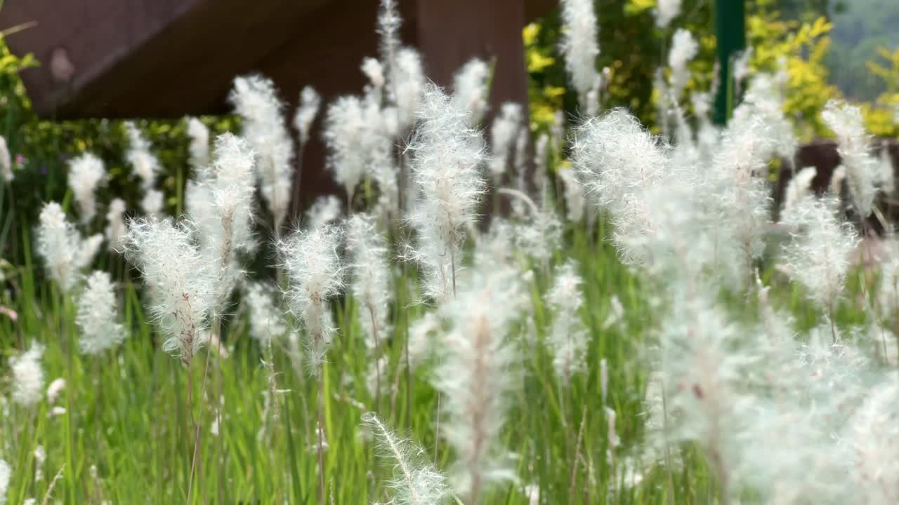 Closeup of White grass flower swaying with the wind in the grass field