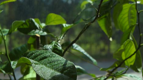 gorgeous slow motion video of vibrant green and colorful lemon tree leaves indoors being sprayed by mist of water that creates water bubbles and drops on the leaves, sun shining on a summer hot day.