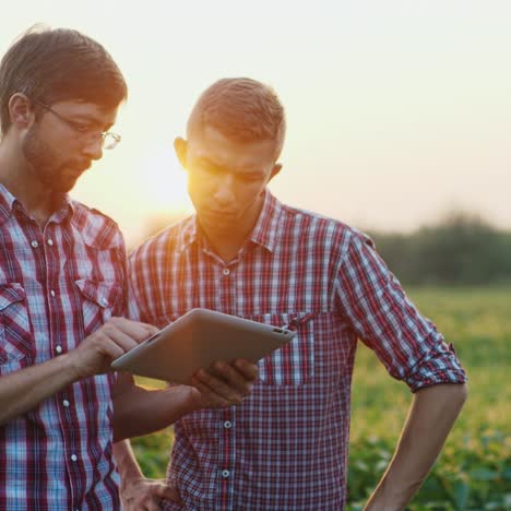 Zwei-Junge-Landwirte-Arbeiten-Auf-Dem-Feld-Und-Untersuchen-Die-Triebe-Von-Pflanzen