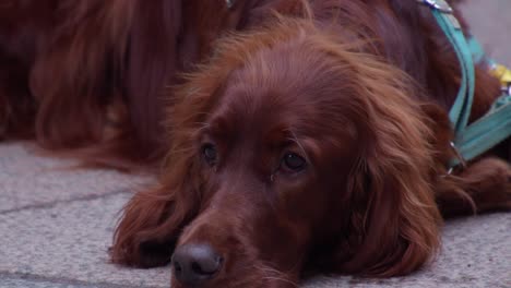 Cute-dog,-Irish-Setter-face-closeup-on-street,-she-looks-toward-camera