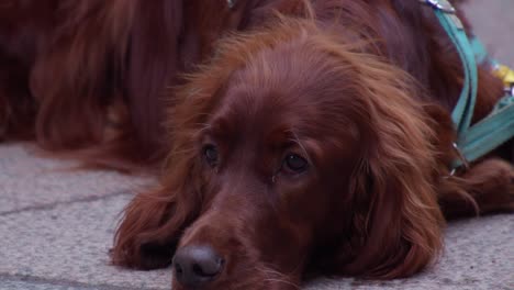 perro lindo, setter irlandés cara de primer plano en la calle, ella mira hacia la cámara