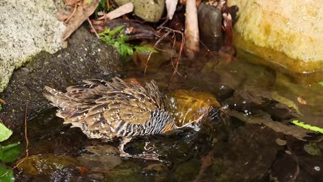 pájaro disfrutando de un baño en un pequeño arroyo