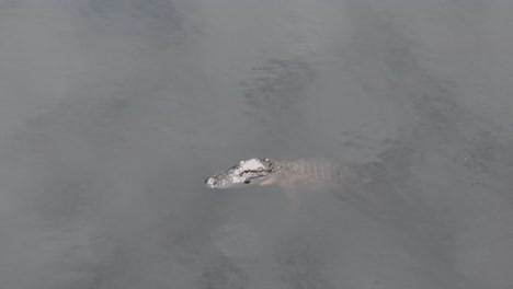 cocodrilo flotando en el lago claro