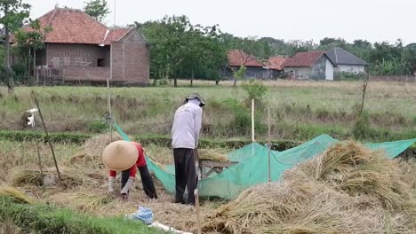 two local paddy farmers harvesting their paddy in a sunny day