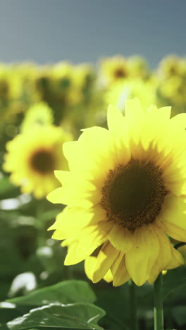 close-up of a sunflower in a field