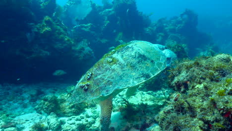tortuga de mar de cabeza larga de cerca y personal en cancún, méxico