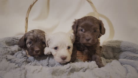 varios cachorros lindos están acostados en el sofá en la sala de estar