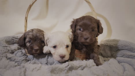 verschillende schattige puppy's liggen op de bank in de woonkamer