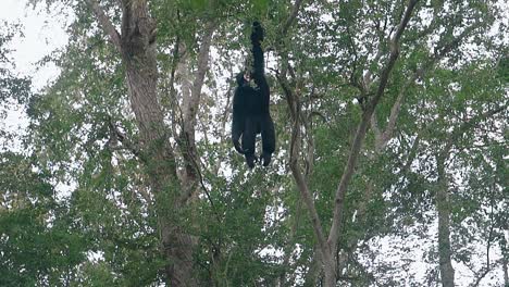 black macaque has calm rest hanging on green tree branch