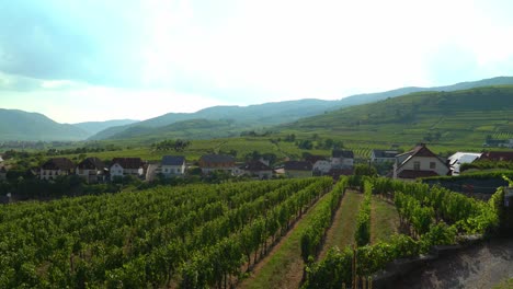 rows of vineyards of old town of weisskirchen, in the wachau region of austria