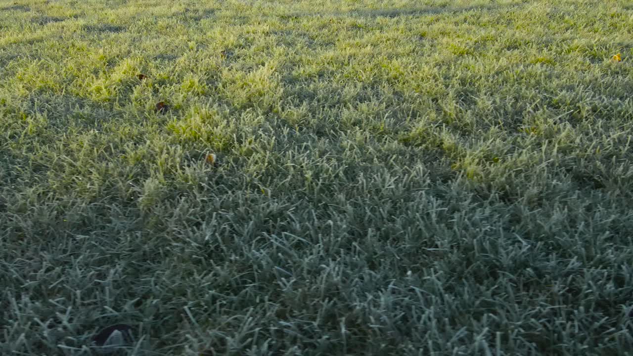 Video gliding over fresh first white snow and frost on green grass during morning time with sunlight and sunshine shining on the grass in the garden. Mowed lawn and garden area is pure, no people