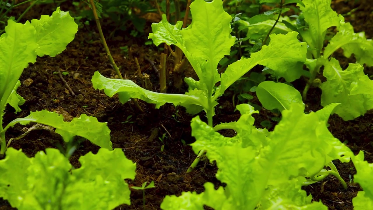 Lettuce plantation growing on field. Green leaves cultivated in rural place. Agriculture and farm background. Vegetable for food, salad.