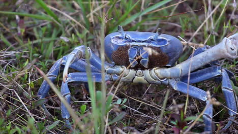 Blue-crab-walking-slowly-on-the-grass