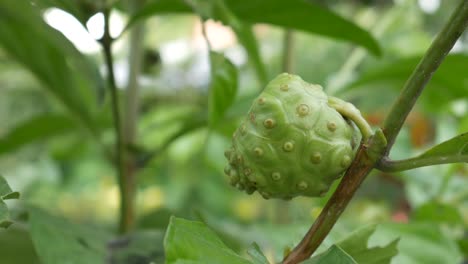 Früchte-Von-Noni-Mit-Grünen-Blättern