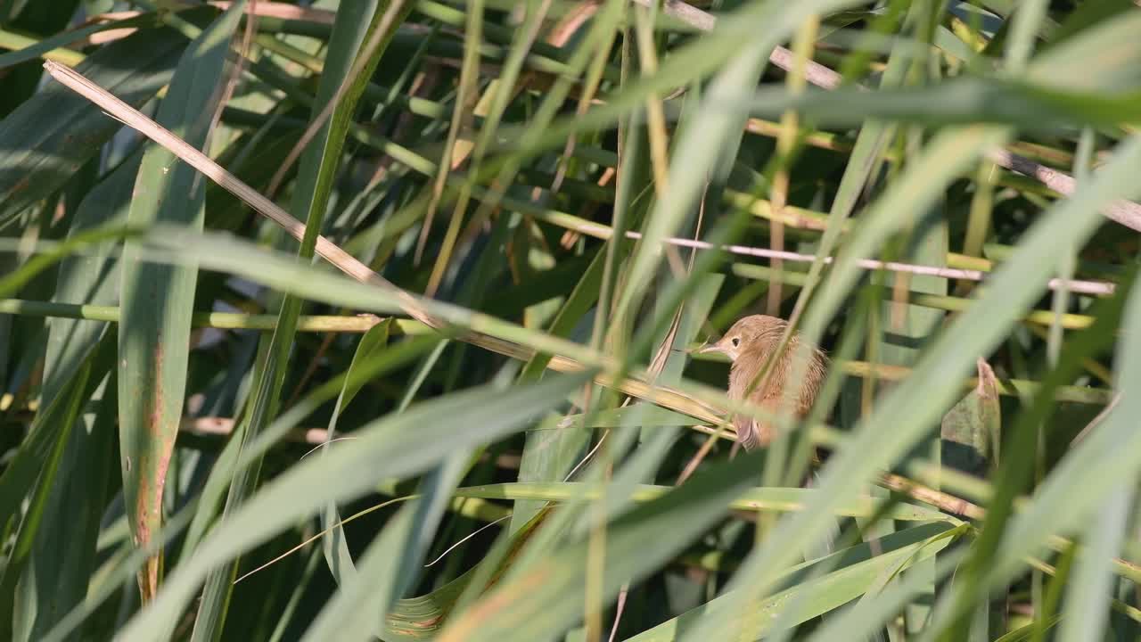 Tiny Bird Perched on a Stem in a Wetland
